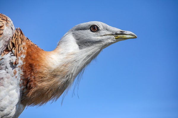 Foto - Nesli tükenmek üzere! Yolda bulunan "toy" kuşunu elleriyle besliyor