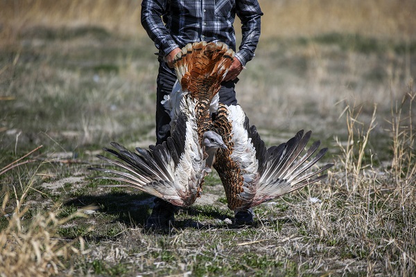 Foto - Nesli tükenmek üzere! Yolda bulunan "toy" kuşunu elleriyle besliyor