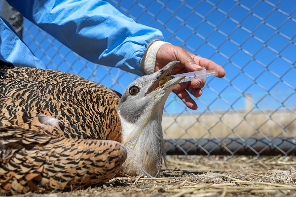Nesli tükenmek üzere! Yolda bulunan "toy" kuşunu elleriyle besliyor