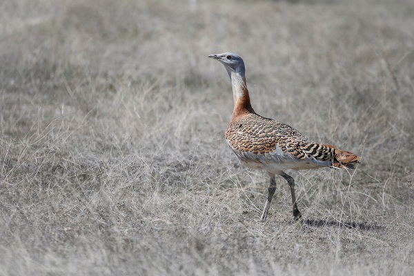Foto - Nesli tükenmek üzere! Yolda bulunan "toy" kuşunu elleriyle besliyor