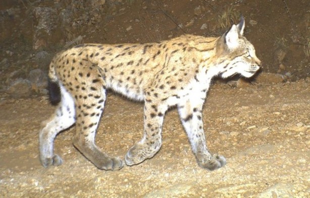 Foto - Nesli tükenmekteydi! Düzce’de görüntülendi