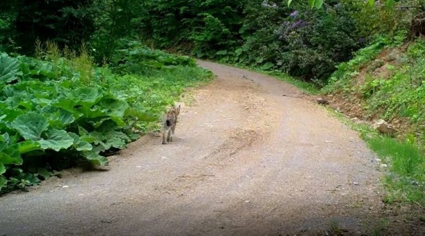 Foto - Nesli tükenmekteydi! Düzce’de görüntülendi