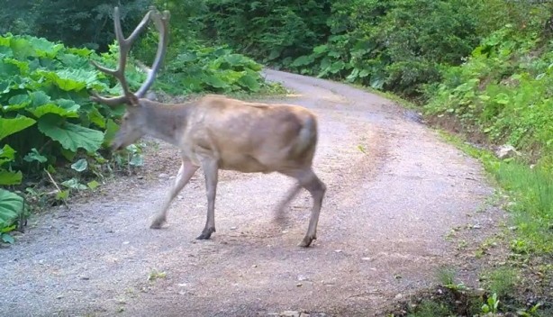 Nesli tükenmekteydi! Düzce’de görüntülendi