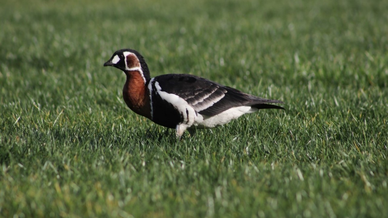 Nesli uluslararası ölçekte koruma altında! Sibirya kazı Rize’de görüntülendi