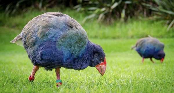 Foto - Neslinin tükendiği düşünülüyordu! Herkes şaşkın yeniden ortaya çıktılar