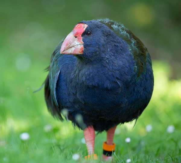 Foto - Neslinin tükendiği düşünülüyordu! Herkes şaşkın yeniden ortaya çıktılar