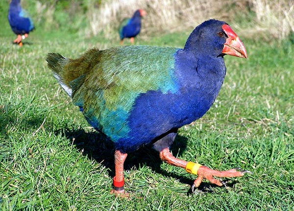 Foto - Neslinin tükendiği düşünülüyordu! Herkes şaşkın yeniden ortaya çıktılar