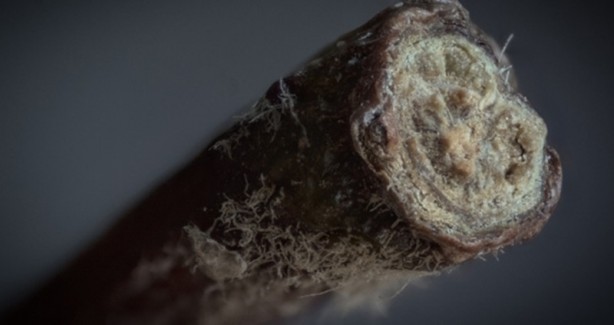 Foto - Nesneler yakın çekimden nasıl görünür?