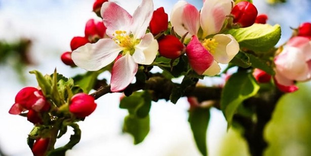 Nevruz nedir, ilk defa nereden çıktı? Ateş üzerinden atlamanın sebebi nedir?
