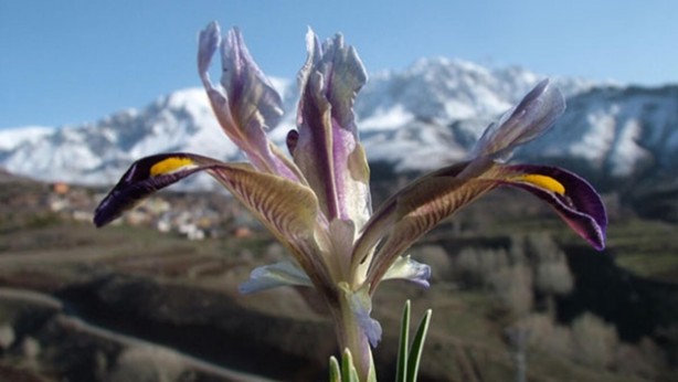 Foto - Nevruz nedir, ilk defa nereden çıktı? Ateş üzerinden atlamanın sebebi nedir?