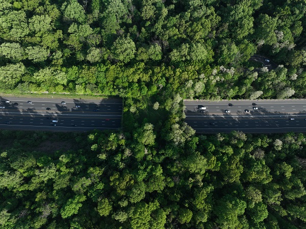 Foto - New Jersey'deki "Ekolojik Köprüler"