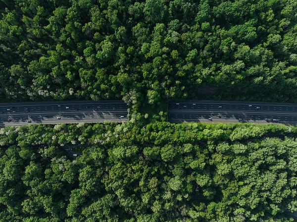 Foto - New Jersey'deki "Ekolojik Köprüler"