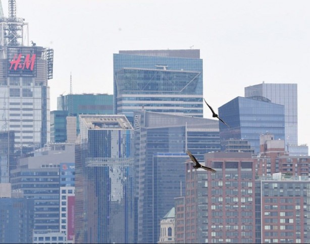 Foto - New York cesetlerle dolu! Şehri işgal ettiler