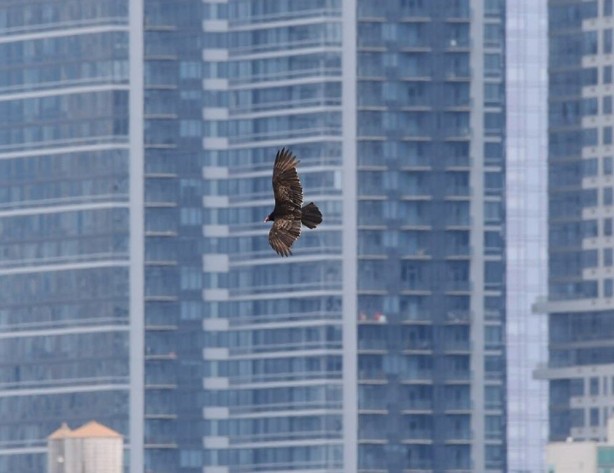 Foto - New York cesetlerle dolu! Şehri işgal ettiler