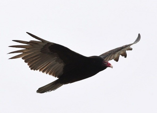 Foto - New York cesetlerle dolu! Şehri işgal ettiler