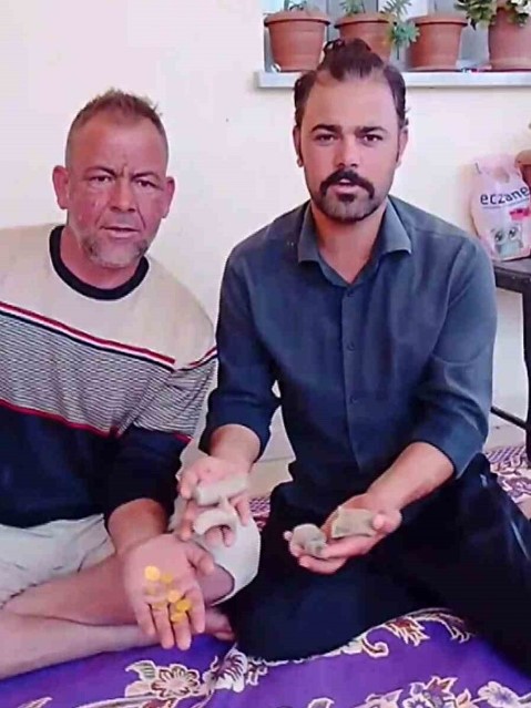 Foto - Neye niyet neye kısmet! Zeytin hasadı yaparken altın buldu