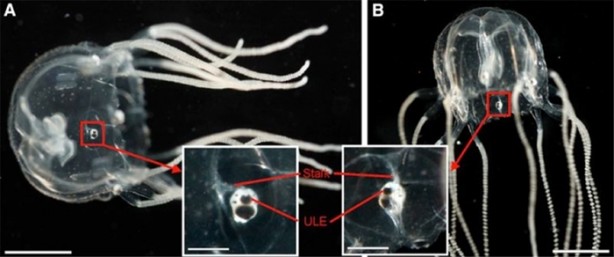 Foto - Niçin iki gözümüz var?