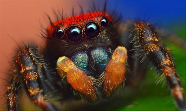 Foto - Niçin iki gözümüz var?