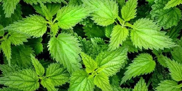 Foto - Nikotini vücuttan atan besinler