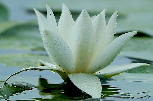 Foto - Nilüferlerin güzelliği objektiflere yansıdı 