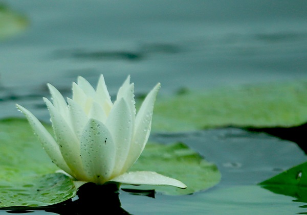 Foto - Nilüferlerin güzelliği objektiflere yansıdı 