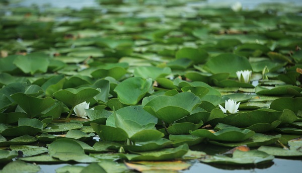 Foto - Nilüferlerin güzelliği objektiflere yansıdı 