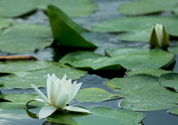 Foto - Nilüferlerin güzelliği objektiflere yansıdı 