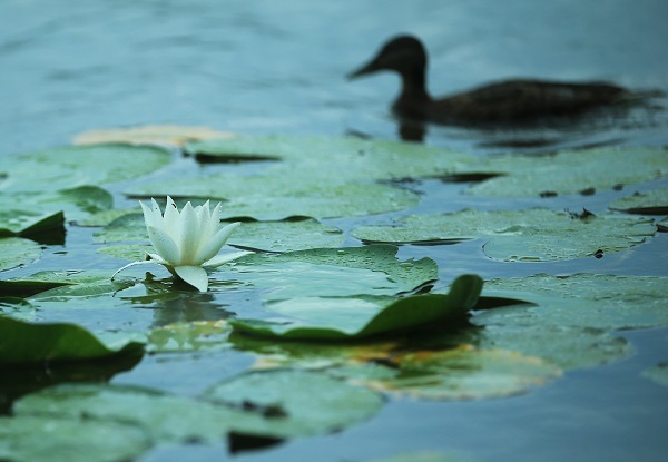 Foto - Nilüferlerin güzelliği objektiflere yansıdı 