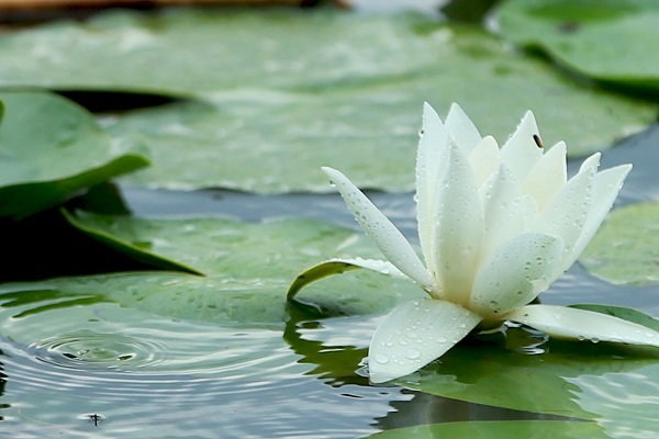 Nilüferlerin güzelliği objektiflere yansıdı 