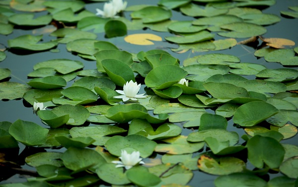 Foto - Nilüferlerin güzelliği objektiflere yansıdı 