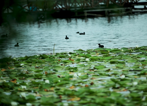 Foto - Nilüferlerin güzelliği objektiflere yansıdı 