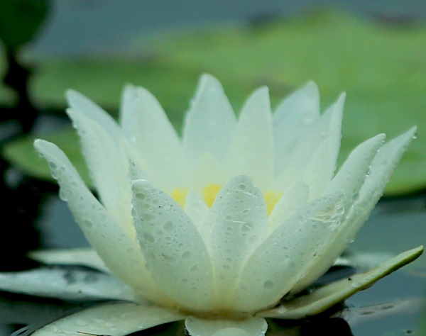 Foto - Nilüferlerin güzelliği objektiflere yansıdı 