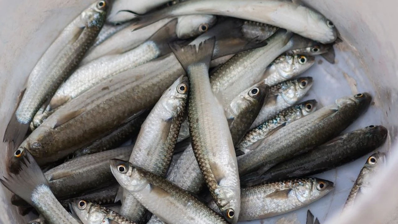 Foto - Nisan ayı en sağlıklı balık çeşitleri bunlar!