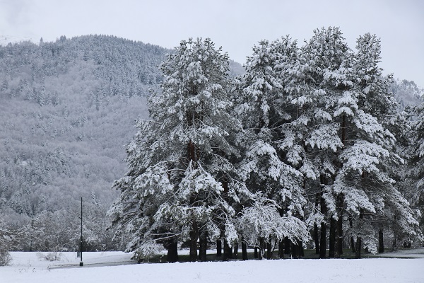 Foto - Nisan ayında Abant beyaza büründü