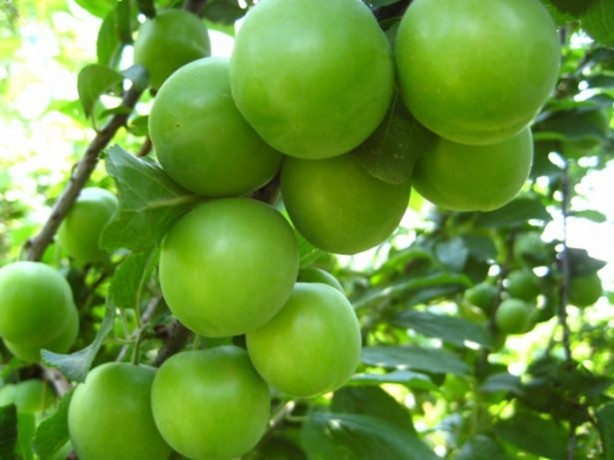 Foto - Nisan ayında bunları tüketin!