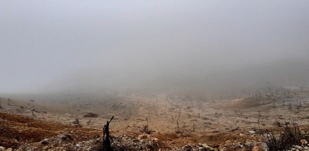 Foto - Nisan ayında çam ağaçları buz tuttu