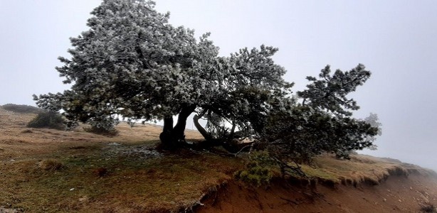 Foto - Nisan ayında çam ağaçları buz tuttu