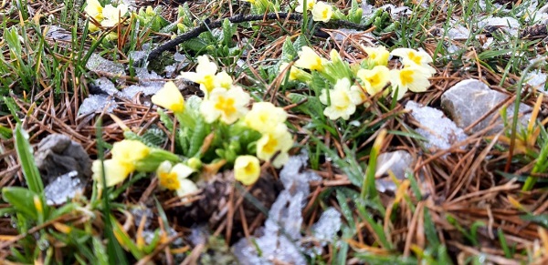 Foto - Nisan ayında çam ağaçları buz tuttu