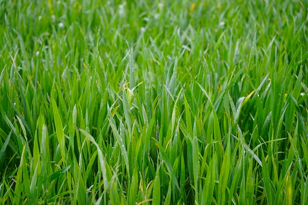 Foto - Nisan yağışları ilaç oldu