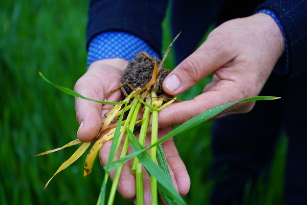 Foto - Nisan yağışları ilaç oldu