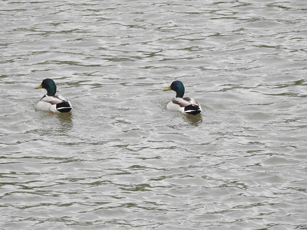 Foto - Nisan yağmurları can suyu oldu mu? Kuruma noktasına gelen nehirlerin son hali