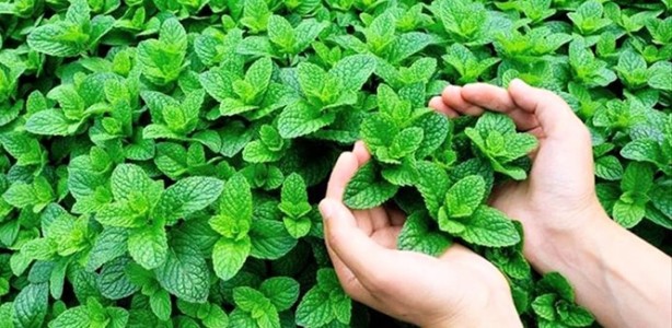 Foto - Nisan'da hangi meyve sebze yenir?