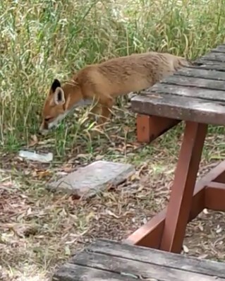 Foto - Nöbet tutan polisten tilkiye şefkat! Elleriyle besledi