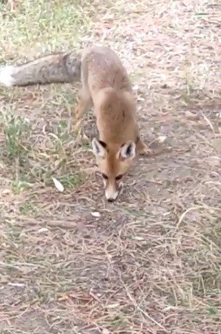 Foto - Nöbet tutan polisten tilkiye şefkat! Elleriyle besledi