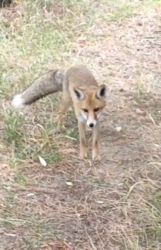 Nöbet tutan polisten tilkiye şefkat! Elleriyle besledi