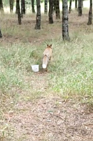 Foto - Nöbet tutan polisten tilkiye şefkat! Elleriyle besledi
