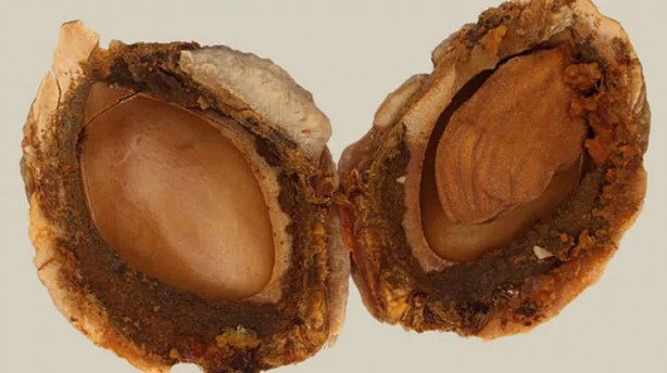 Foto - Nohutu sakın böyle yemeyin! Zehir saçıyor