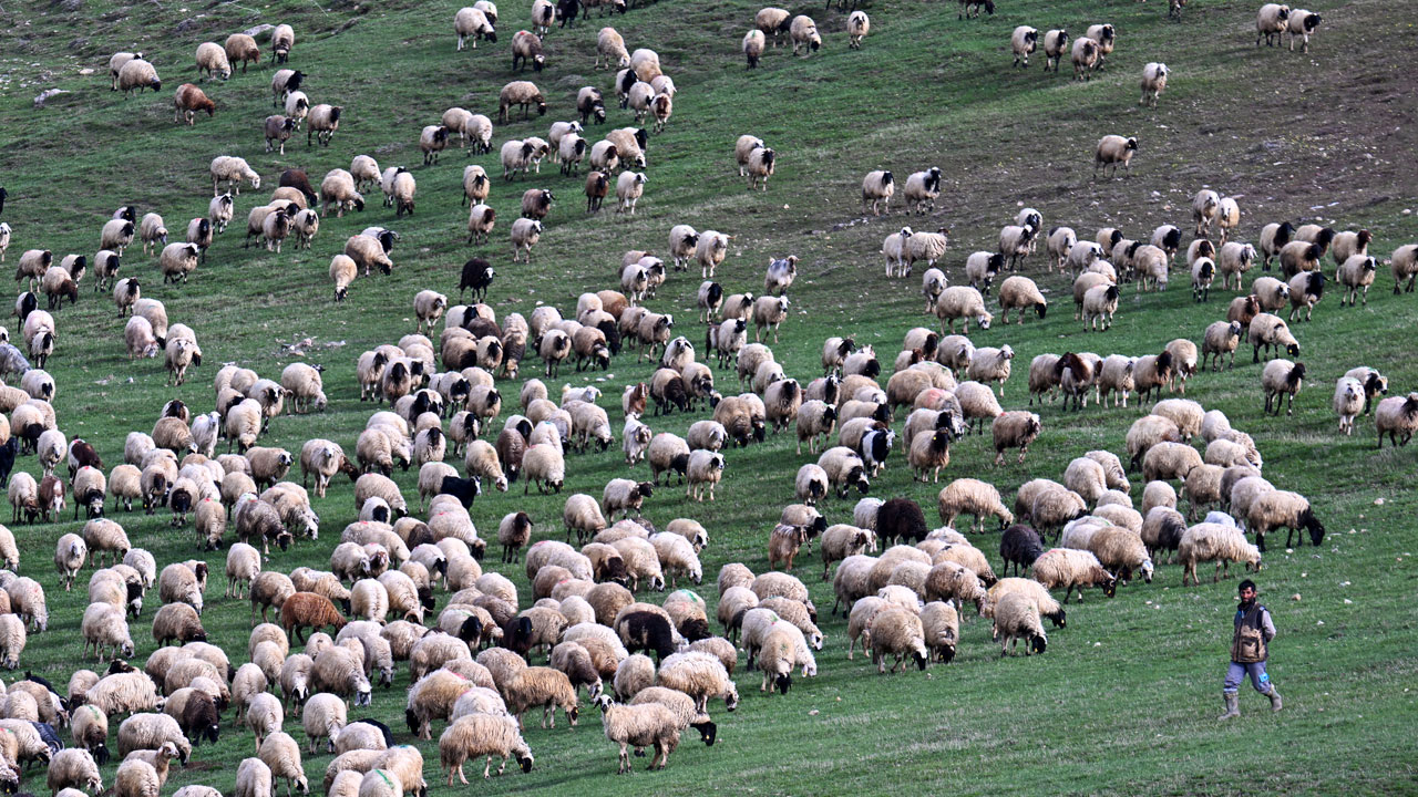 Norduz koyunu popülasyonu artıyor! 4 yılda 45 bine çıktı