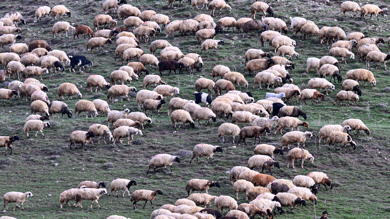 Foto - Norduz koyunu popülasyonu artıyor! 4 yılda 45 bine çıktı