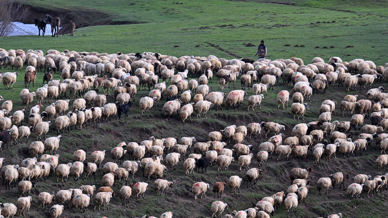 Foto - Norduz koyunu popülasyonu artıyor! 4 yılda 45 bine çıktı